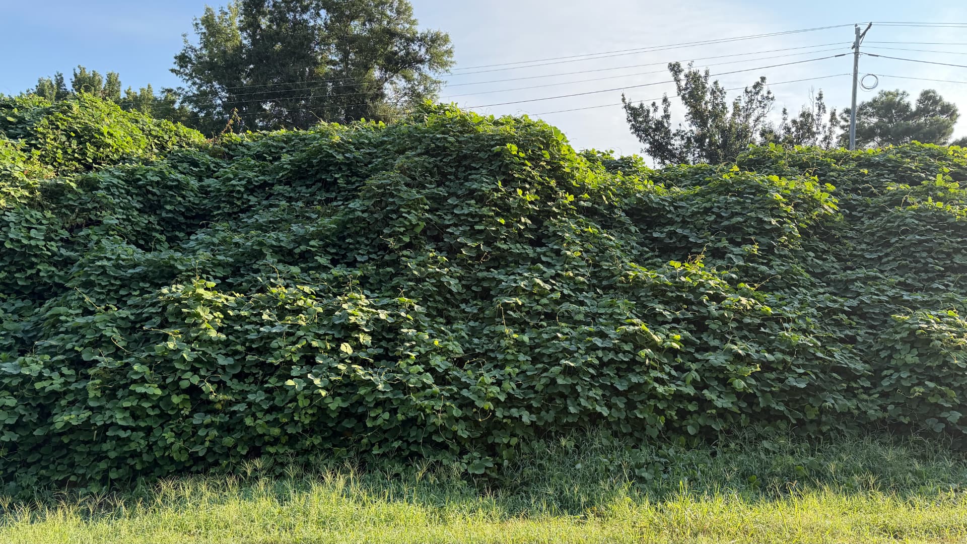 The photo shows a large, dense area covered in green leaves and vines. This plant is growing very thick and tall, covering everything in its path, including what looks like a hill or embankment.