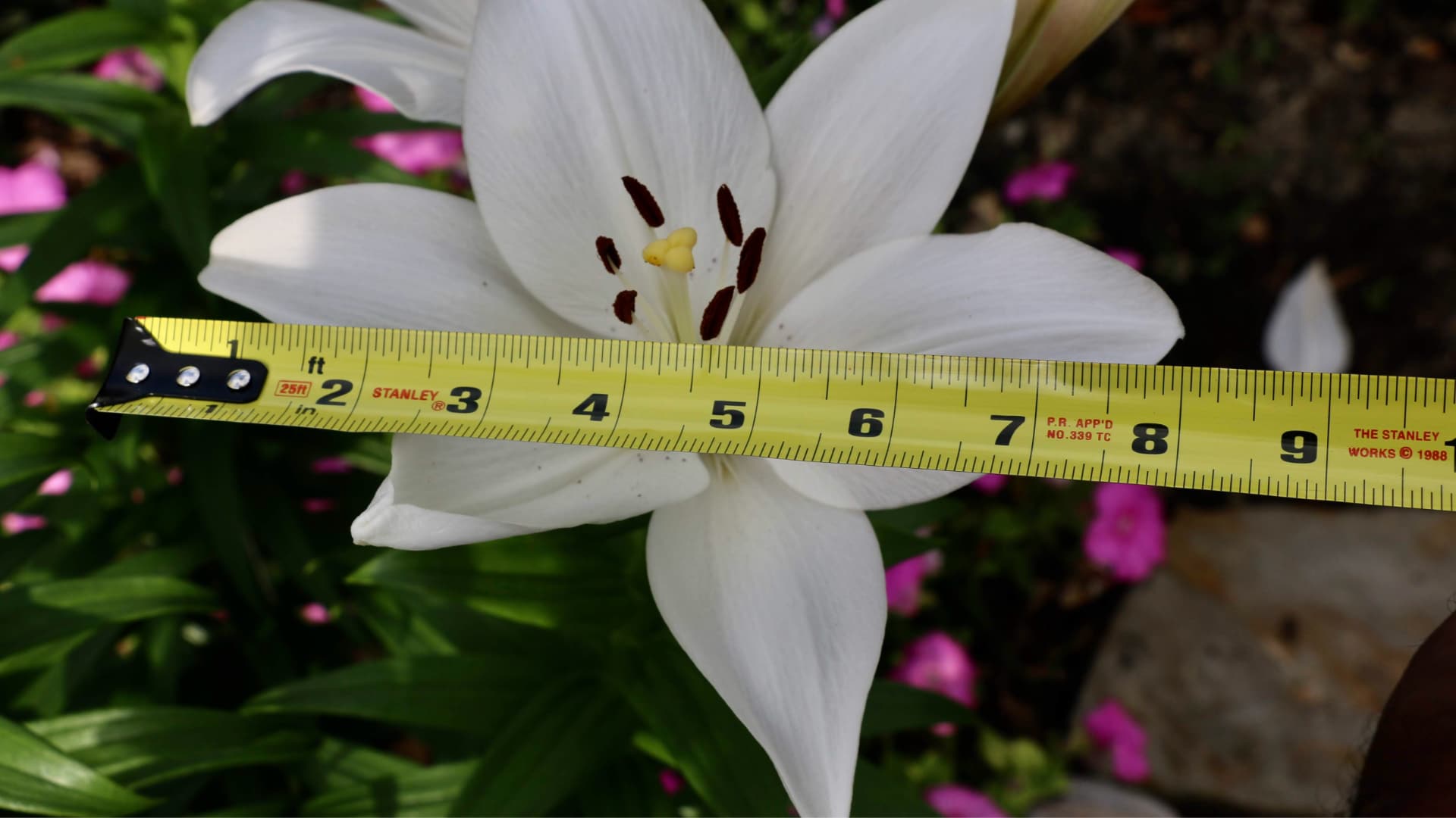The photo shows a large white lily flower being measured with a yellow tape measure.