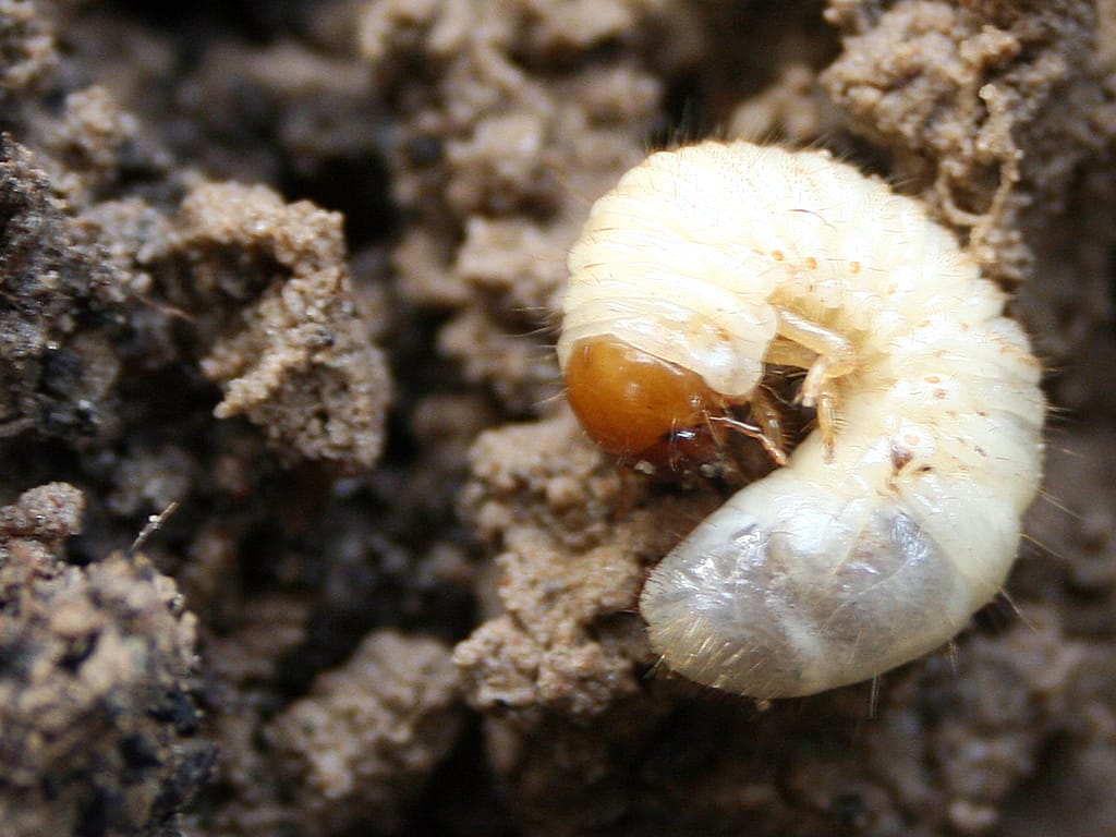 This image shows a pale, curved larva (baby insect) with a brown head resting on sandy soil.