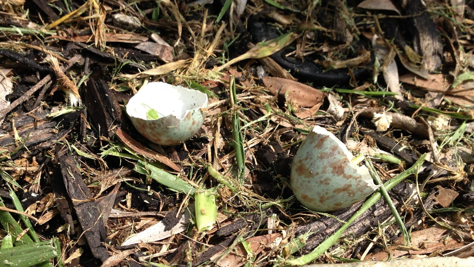 This image shows two broken eggshells resting on mulch and soil with green plant stems nearby.