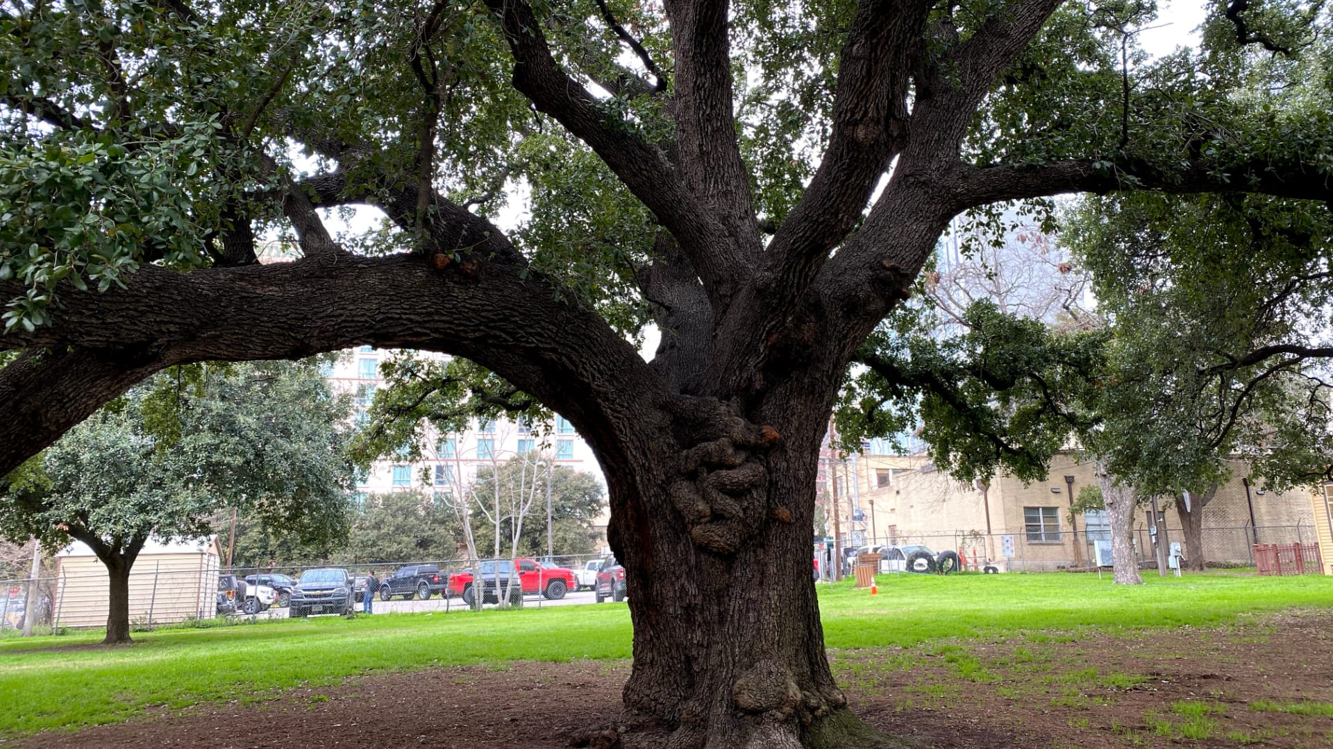 This image shows a very old, very large live oak tree with a thick, dark trunk and many huge branches spreading out in different directions.