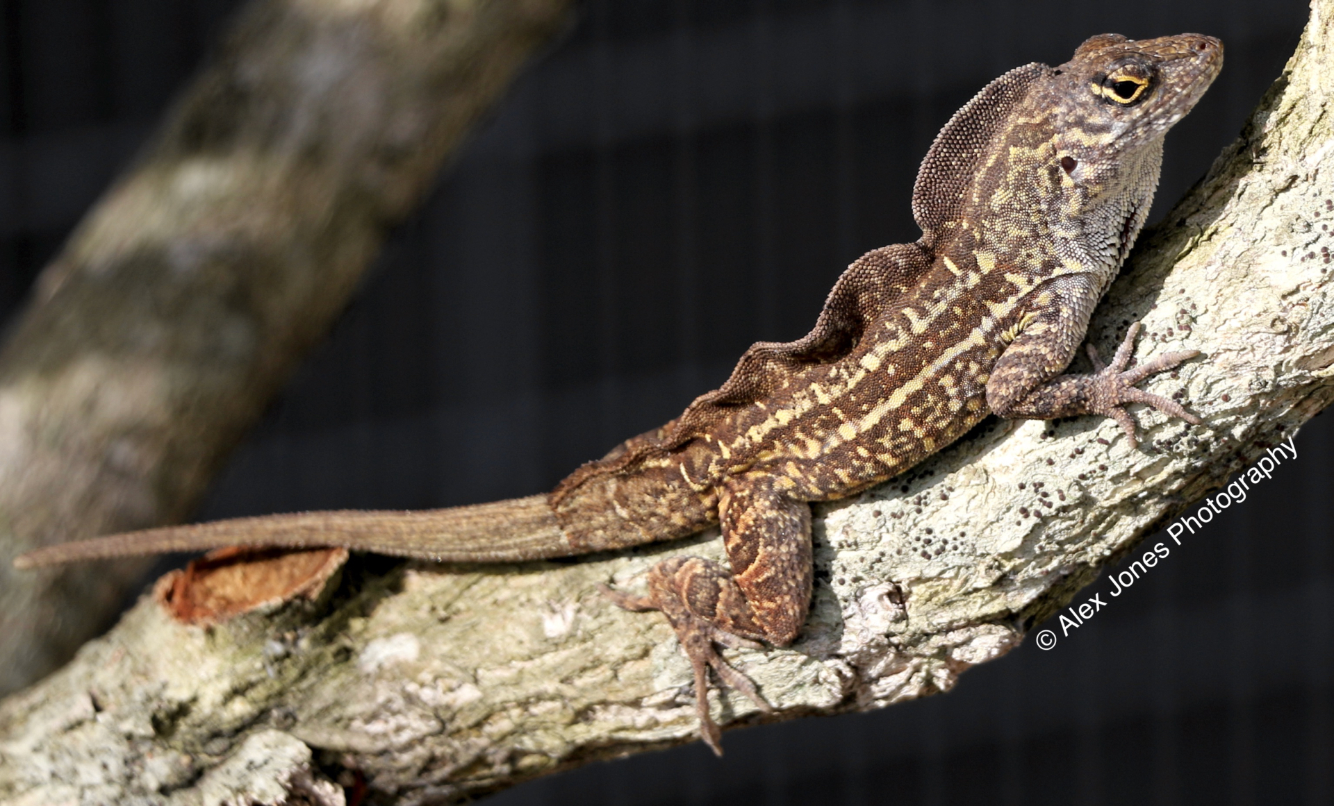 This lizard sits on a tree branch with brown and tan colors that match the bark perfectly.