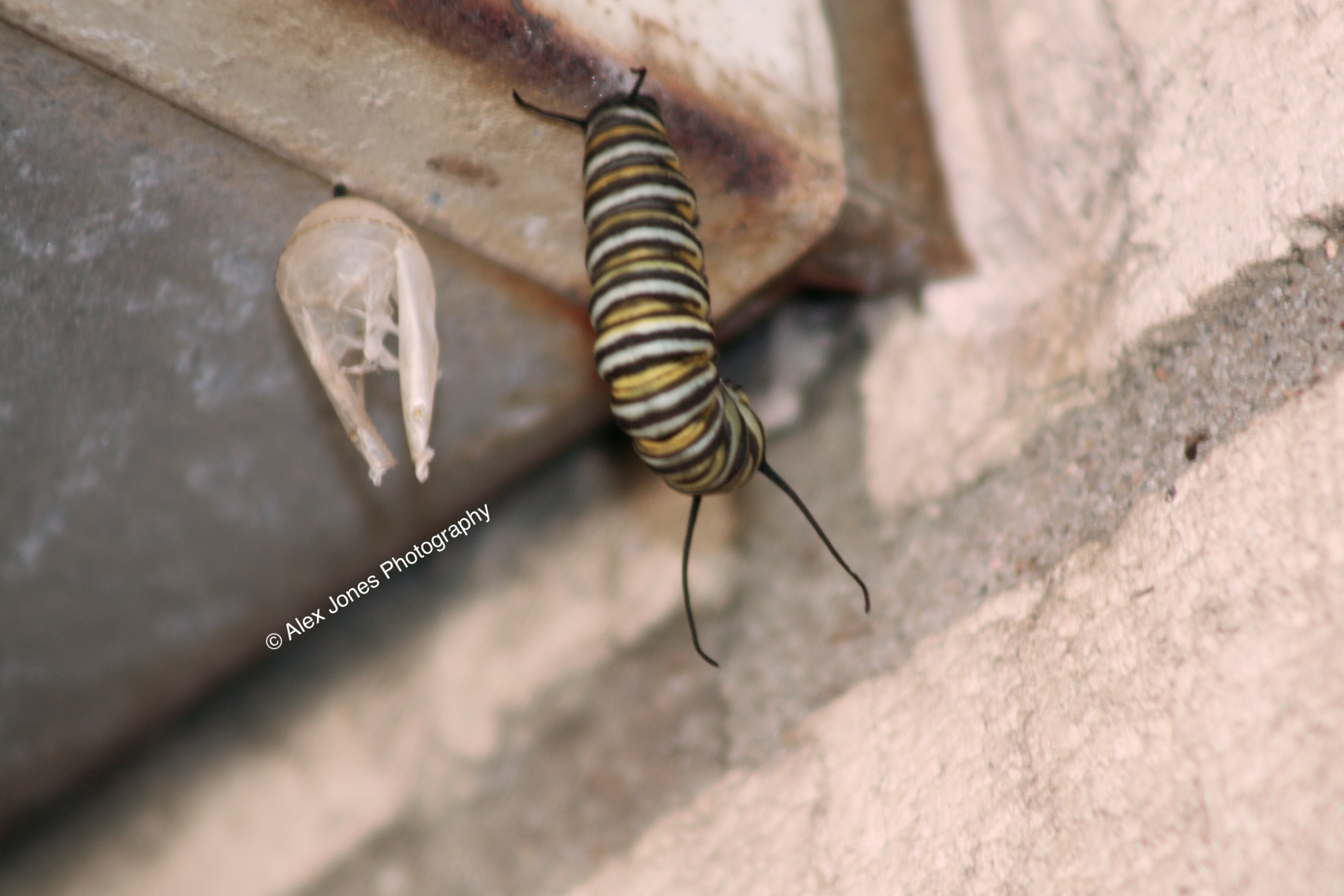 A monarch butterfly caterpillar with bright yellow, black, and white stripes crawls on a rock surface.