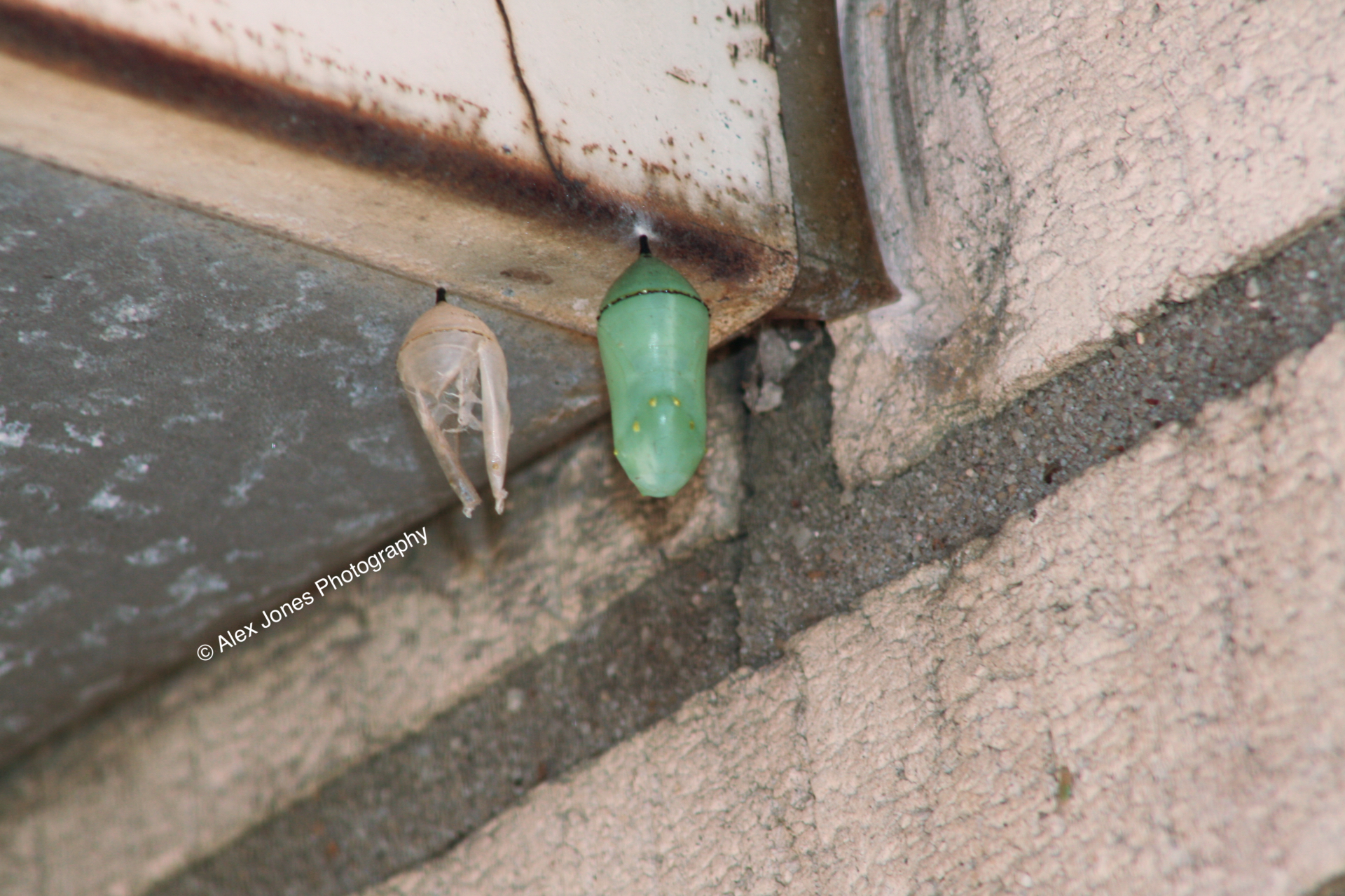 This photo shows two chrysalises hanging from a building corner. One chrysalis is brown and looks empty with a clear window.