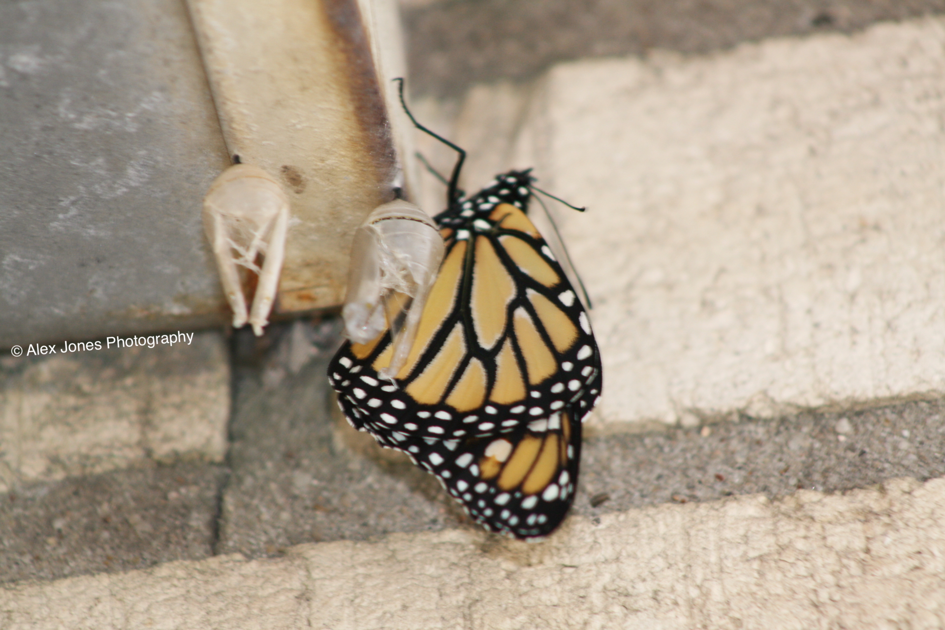 A monarch butterfly is coming out of its chrysalis case. The butterfly has bright orange wings with black lines and white spots.