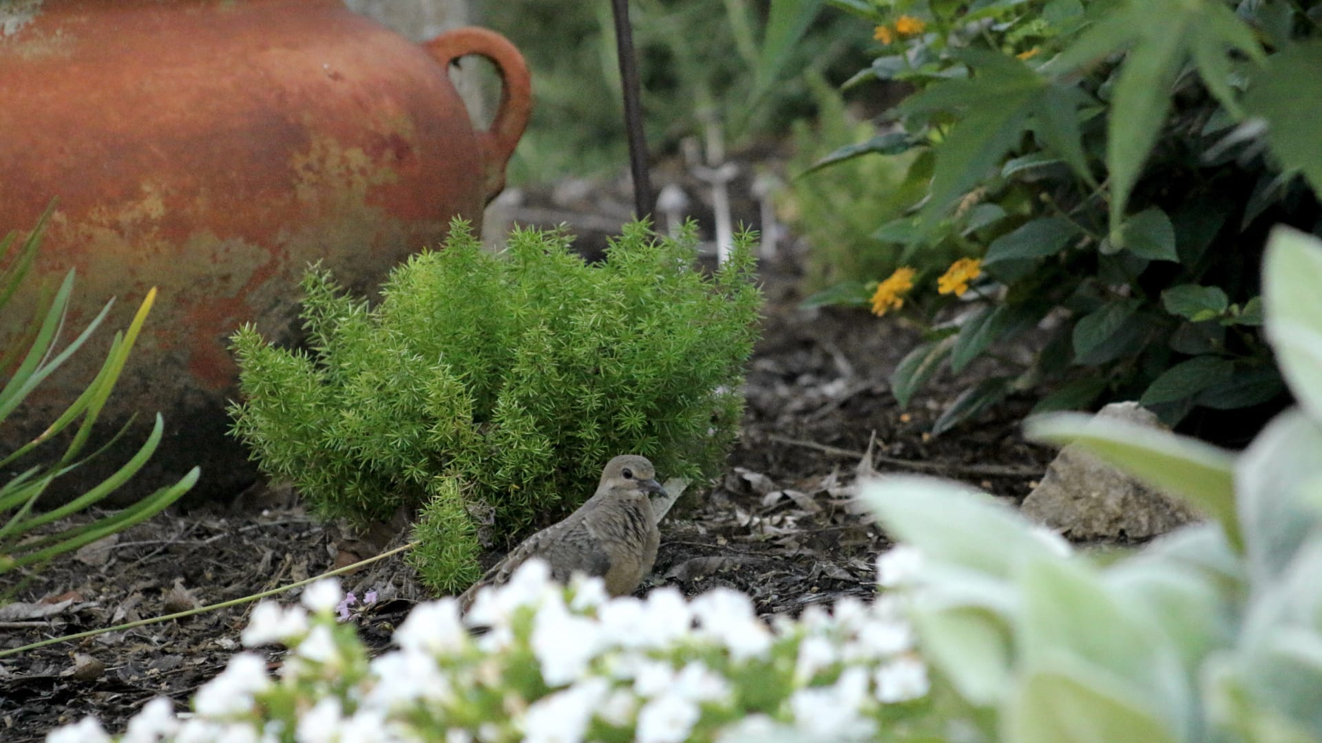A small, brown bird called a mourning dove sits quietly on dark soil in a garden.