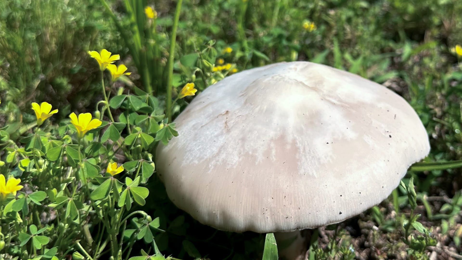 The photo shows a large, light-colored mushroom growing in green grass with small yellow flowers.