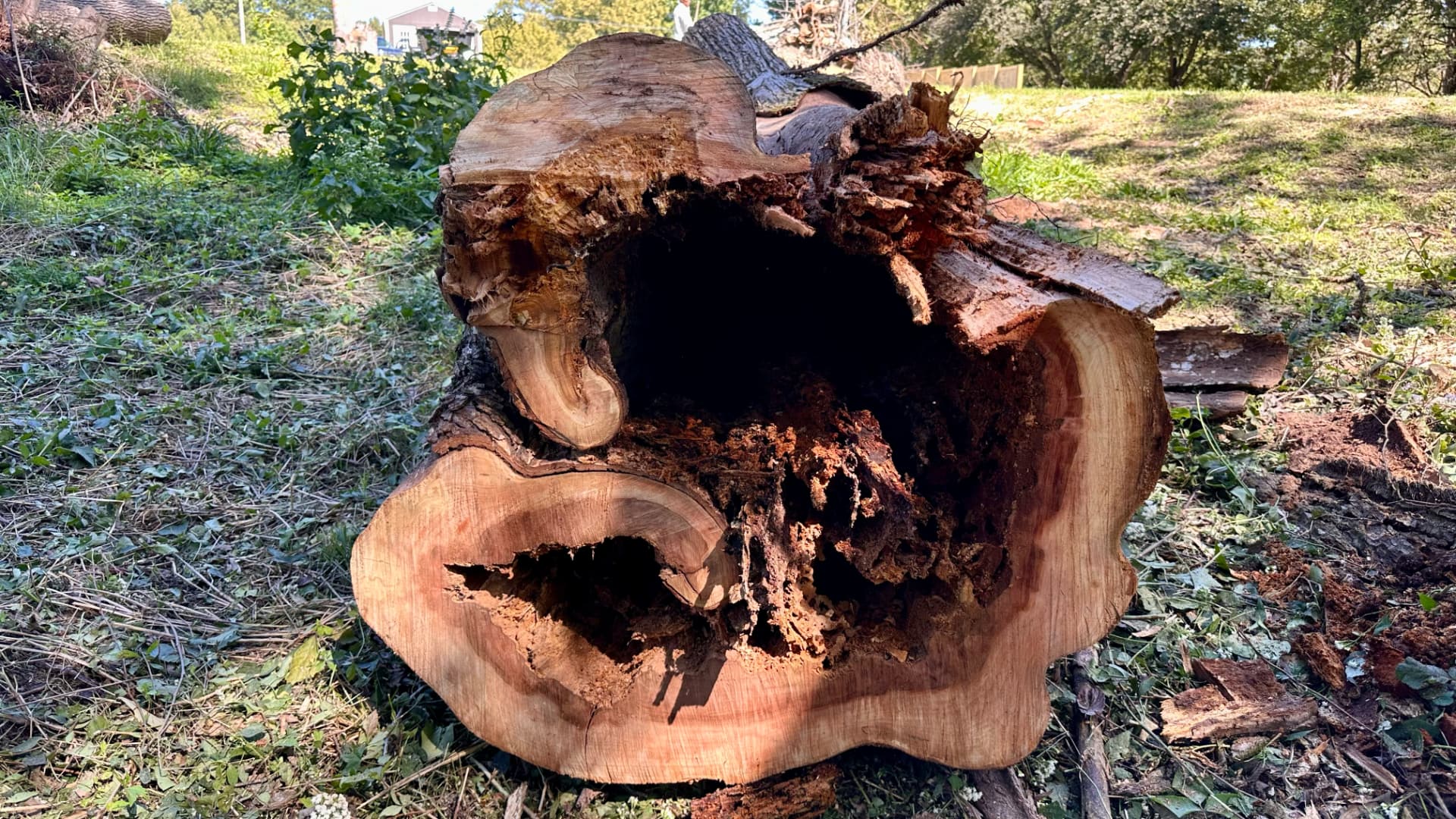 This image shows a large, fallen tree trunk (called a "nurse log") that has rotted away in the middle, leaving a hollow tunnel through its center.