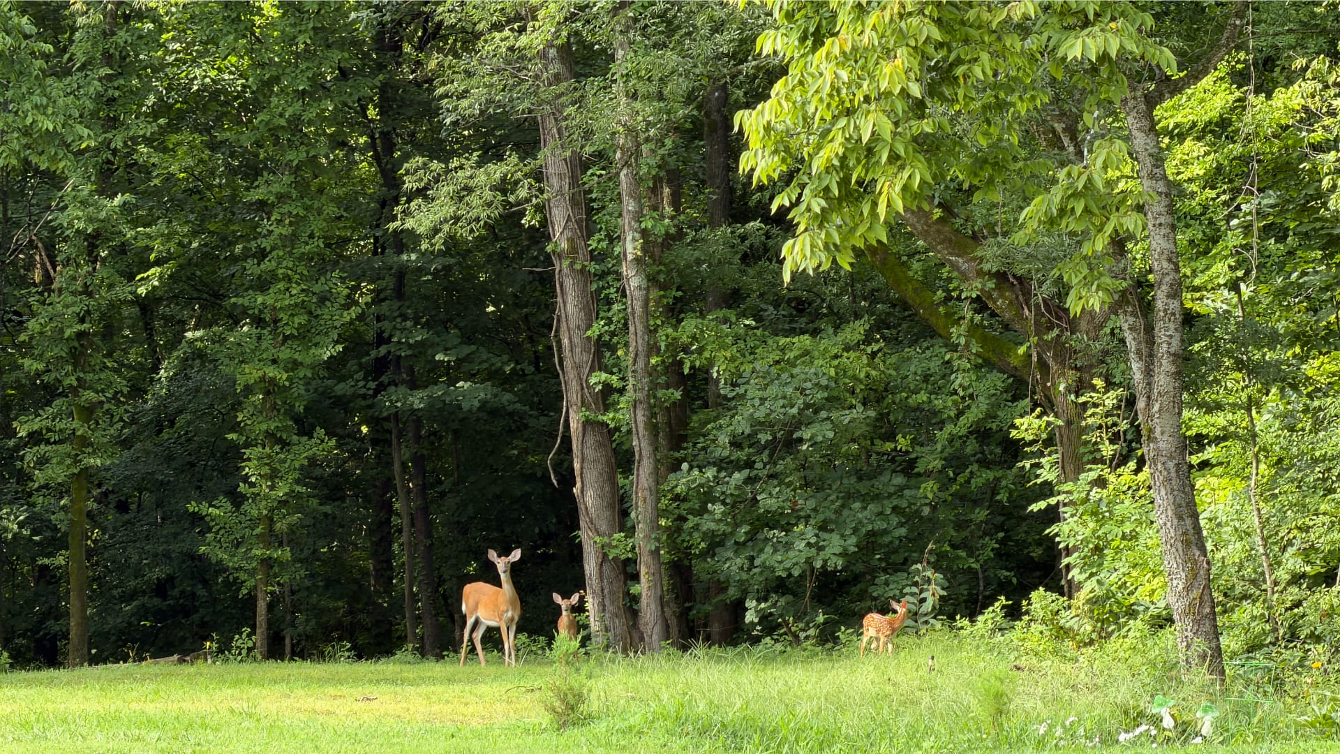 The image shows a mother deer and two fawns in a grassy clearing surrounded by trees.