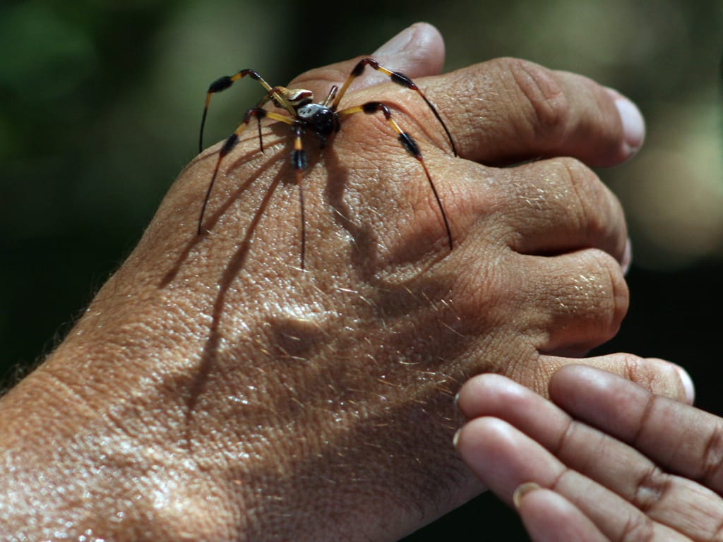 This image shows a large spider resting on a person's hand. The spider has long, thin legs, a brown and tan colored body, and small eyes.