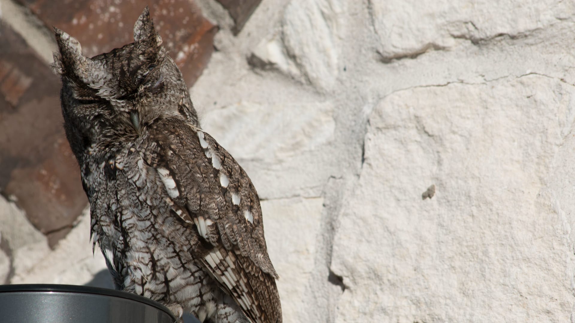 This photograph shows a small owl perched on a light-colored surface, displaying its distinctive features including ear-like tufts on its head, large forward-facing eyes, and beautifully patterned...