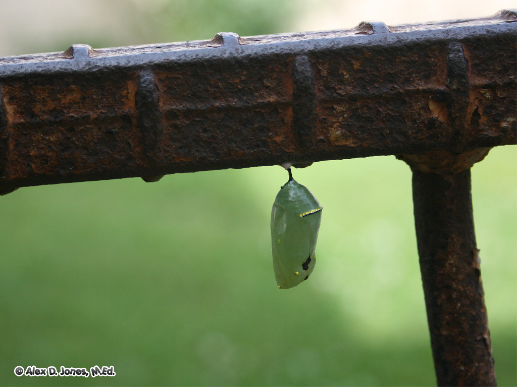 A green chrysalis hangs from a rusty metal bar. This protective casing holds an insect as it undergoes a significant change.
