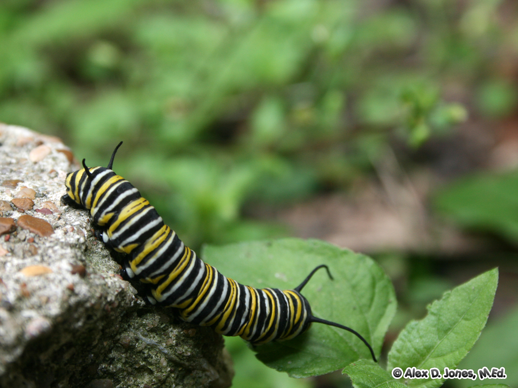 A monarch butterfly caterpillar crawls on a rock next to green leaves. The caterpillar has bright yellow, black, and white stripes all over its body.