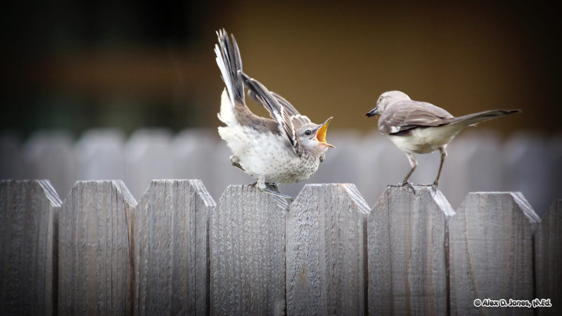 This photograph shows two small birds perched on a wooden fence. The bird on the left has its wings spread open and appears to be a young bird with fluffy feathers and an open mouth, while the...