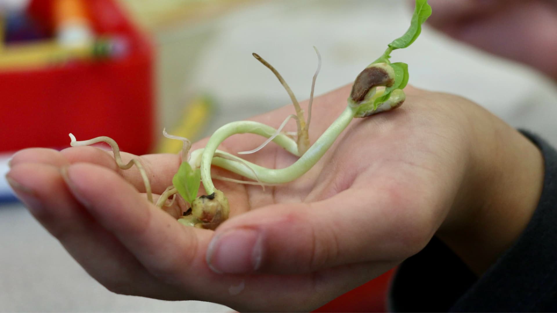 This picture shows a person's hand holding several young bean sprouts. The sprouts have a seed attached, a stem, roots, and small leaves.