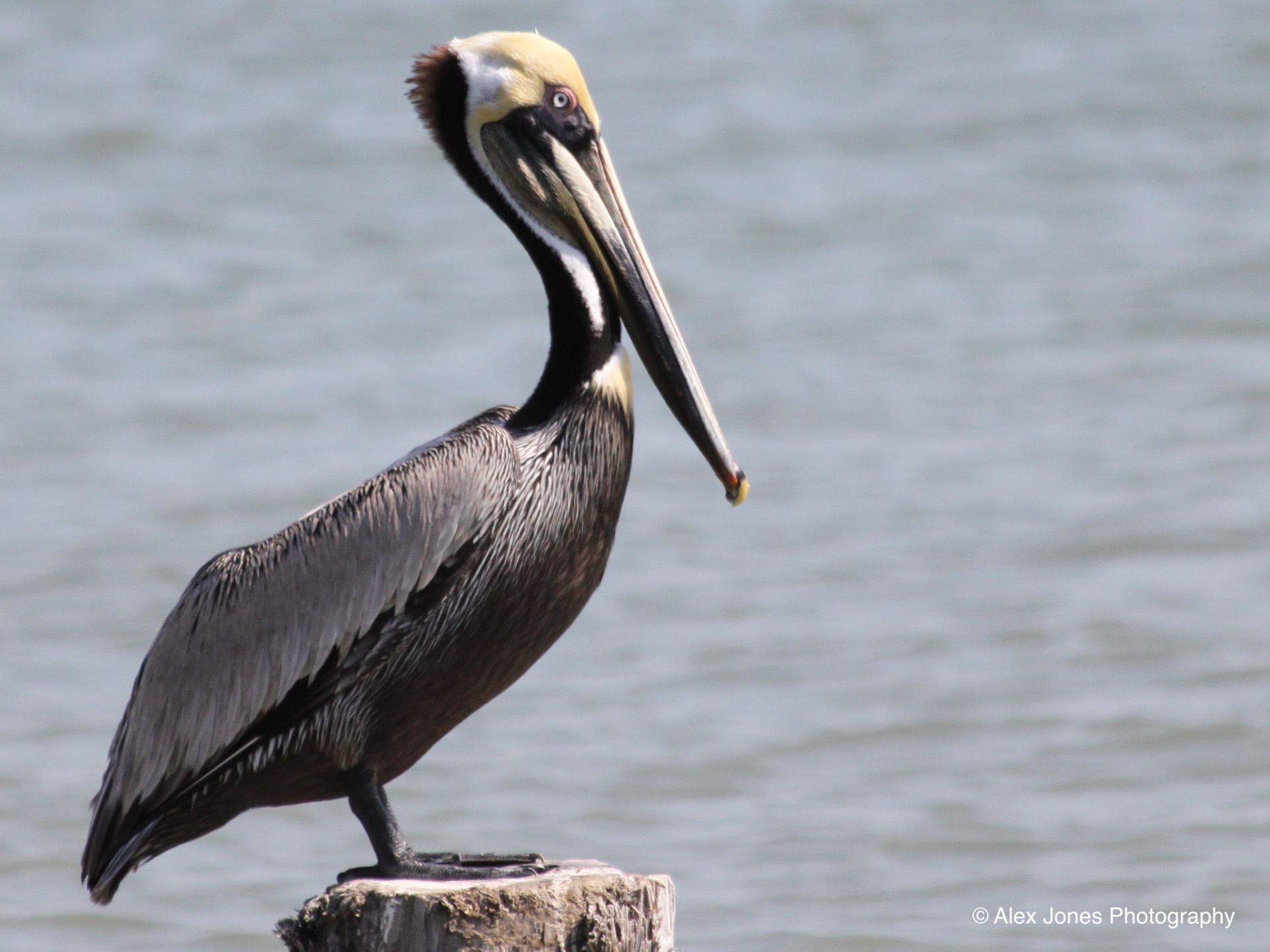 This brown pelican sits on a wooden post near the ocean. It has a huge yellow and black beak that looks like a big pouch.
