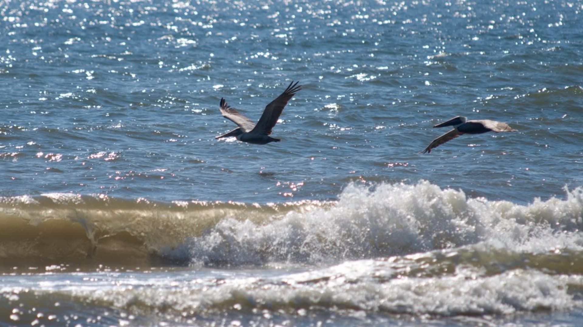 This photo shows two pelicans flying over the ocean near the coast. The sun is shining brightly on the water, creating sparkling patterns.