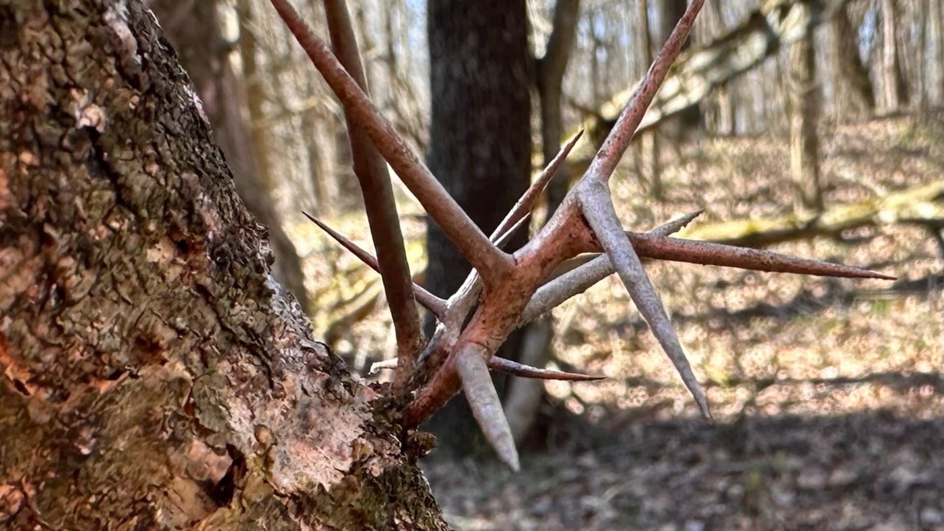 This image shows a thorn-covered plant branch growing on a tree trunk in a forest.