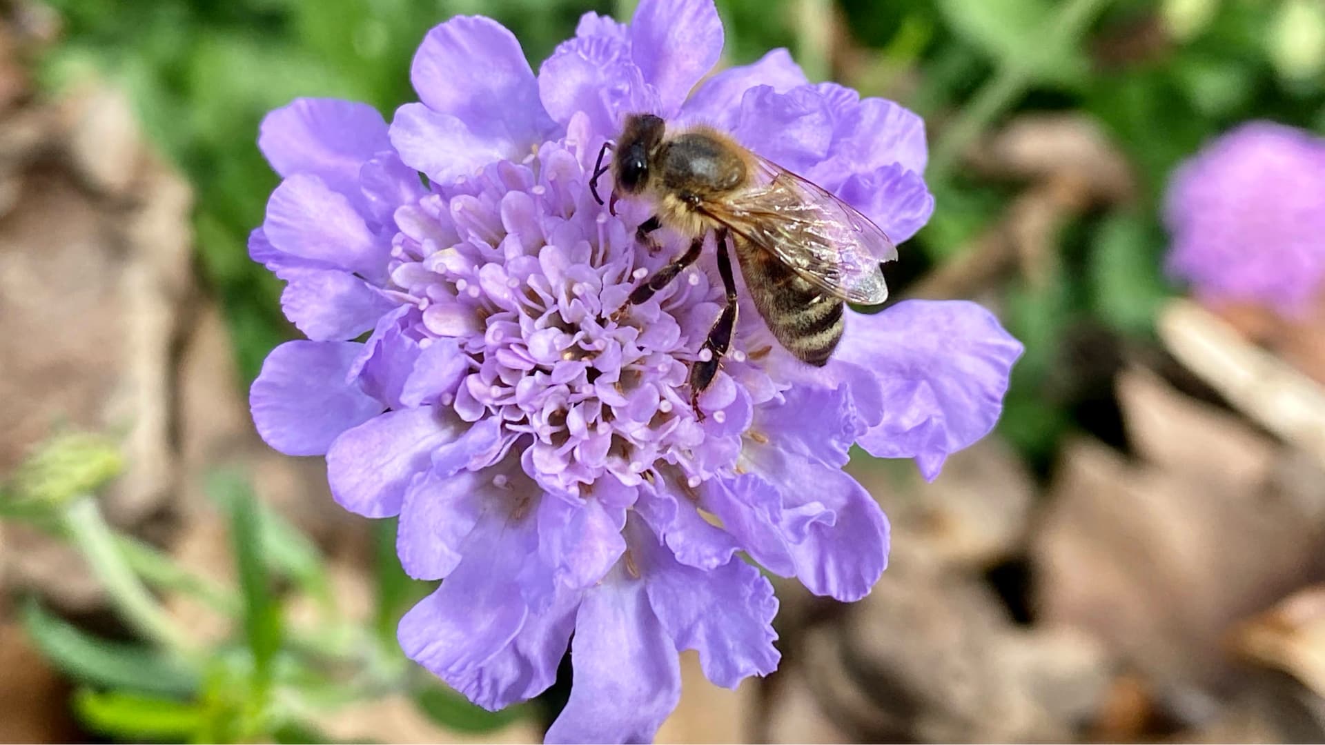 This image shows a honeybee landing on a purple flower called a scabious. The bee has fuzzy hairs all over its body that are covered with yellow pollen (a fine powder from flowers).