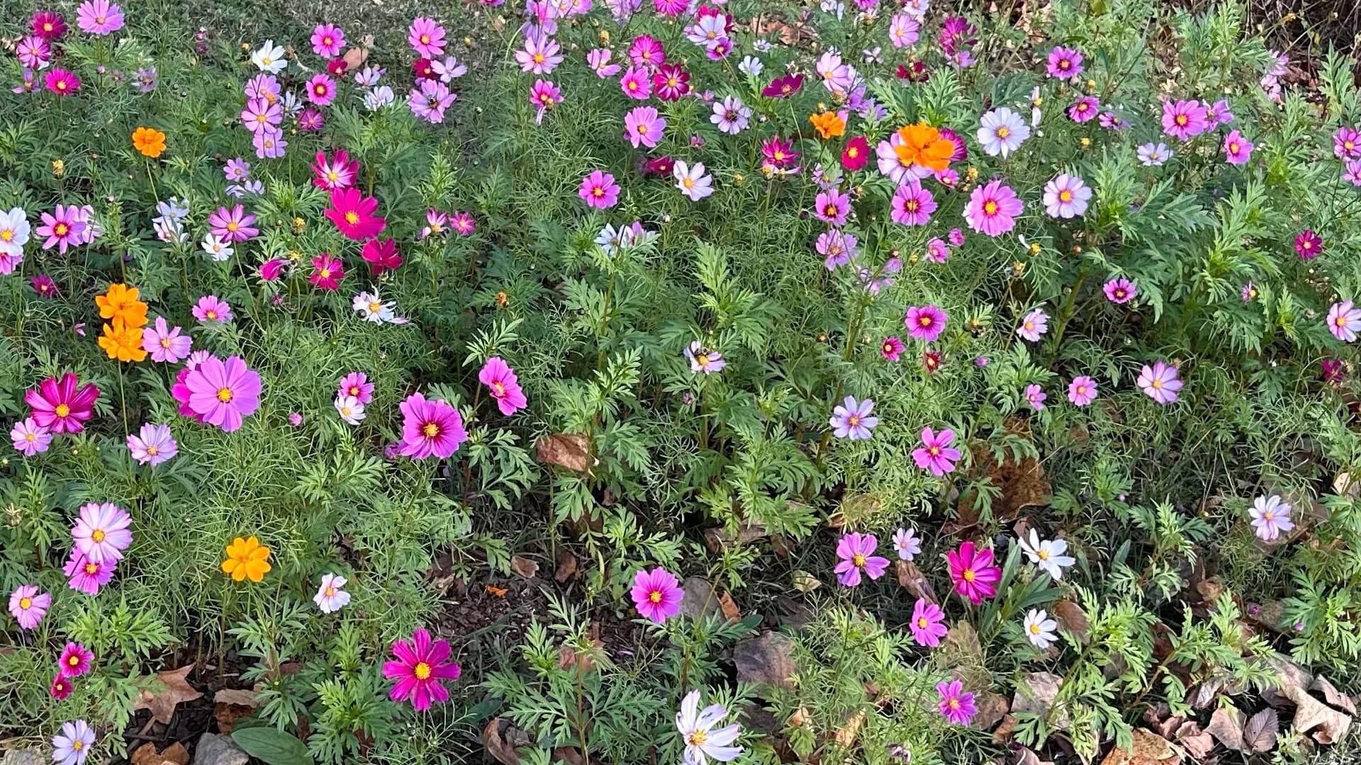 This image shows a colorful flower garden filled with pink, white, orange, and magenta flowers blooming together in the same space.