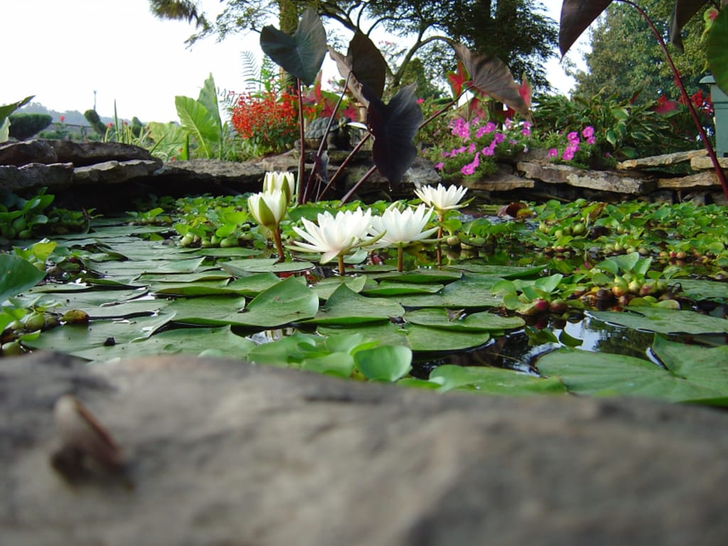 This image shows a peaceful pond filled with water lilies—plants with large, flat green leaves floating on the water's surface and beautiful white flowers blooming above the water.