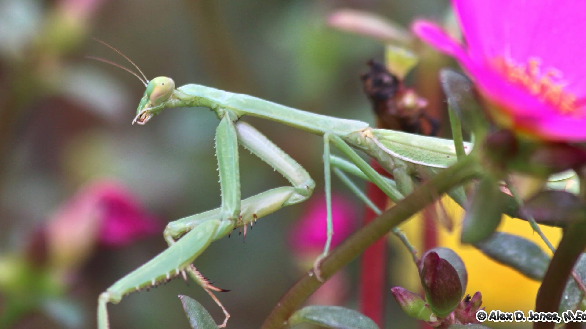 This image shows a praying mantis, a green insect with long, thin legs and two large front arms held up like it's praying.
