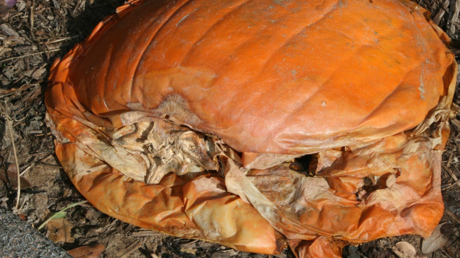 The image shows a decomposing pumpkin on the ground. The pumpkin has lost its shape and is shriveled, with dry, brown outer layers.