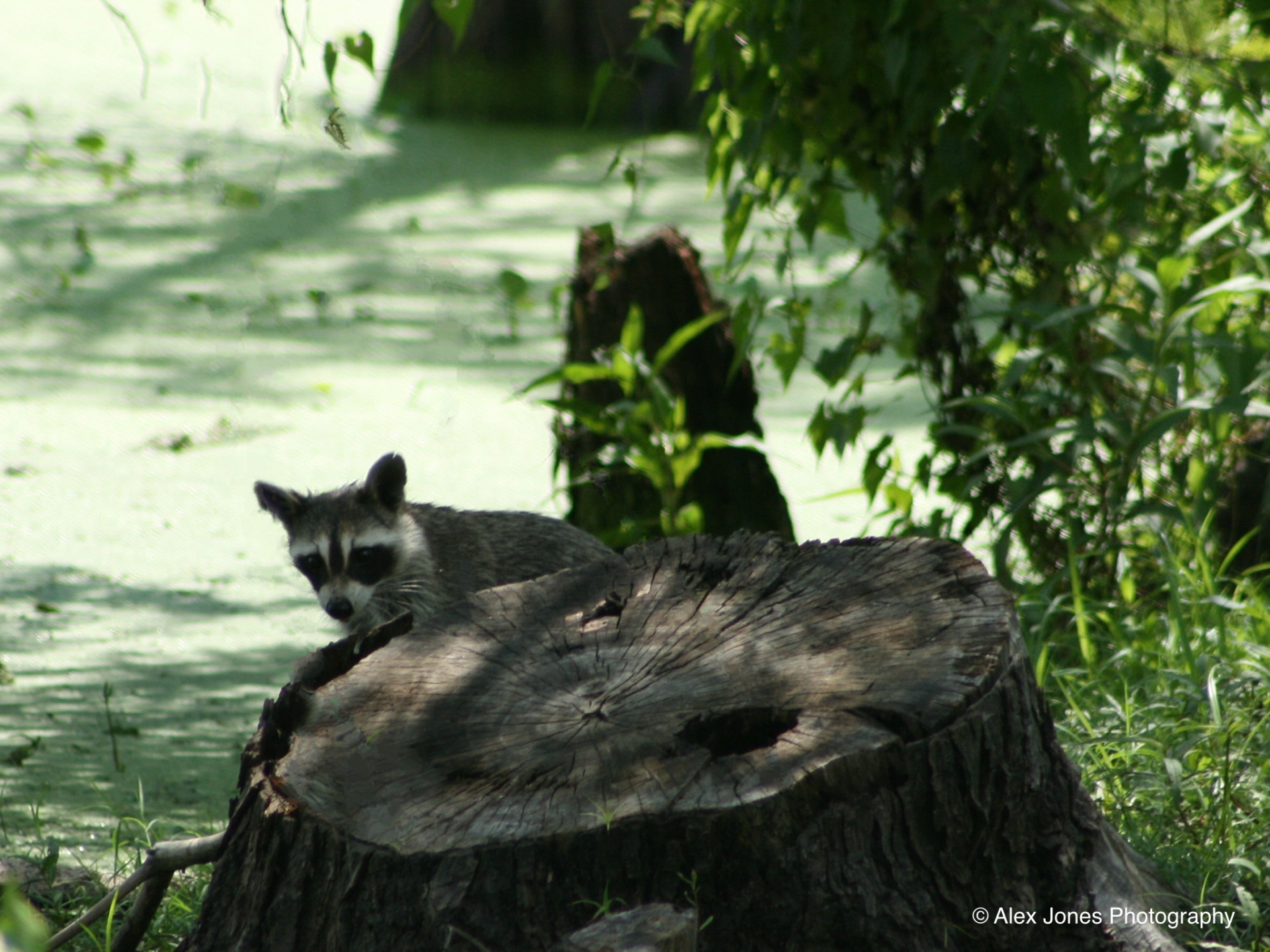 A raccoon sits on top of a large tree stump in a shady forest area. The raccoon has gray and black fur with a distinctive black mask around its eyes and black rings on its tail.