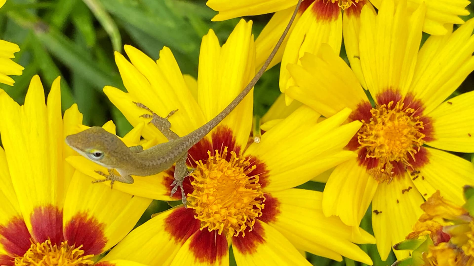 The photo shows a small, light brown anole lizard resting on bright yellow flower petals.