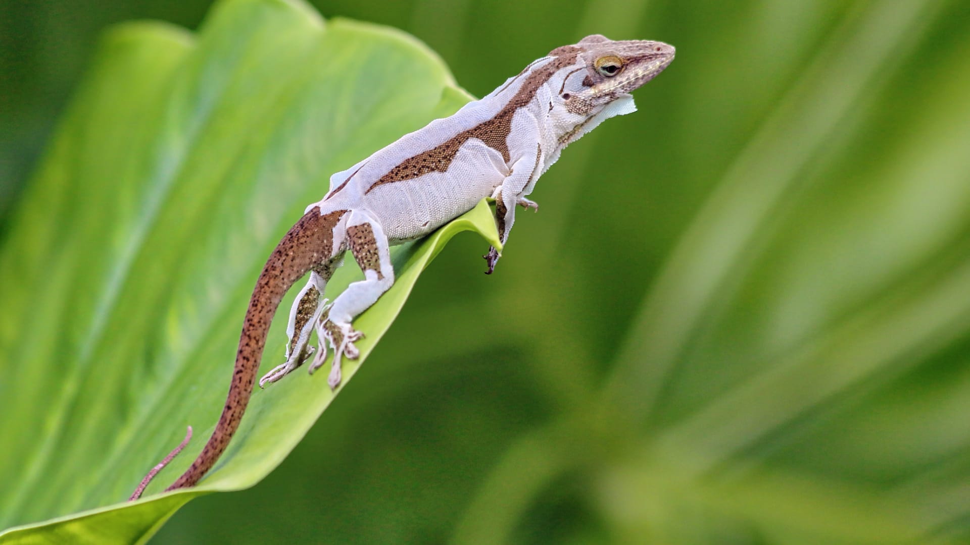 This image shows a small lizard perched on a green leaf. The lizard has brown and white coloring on its body and a long tail.