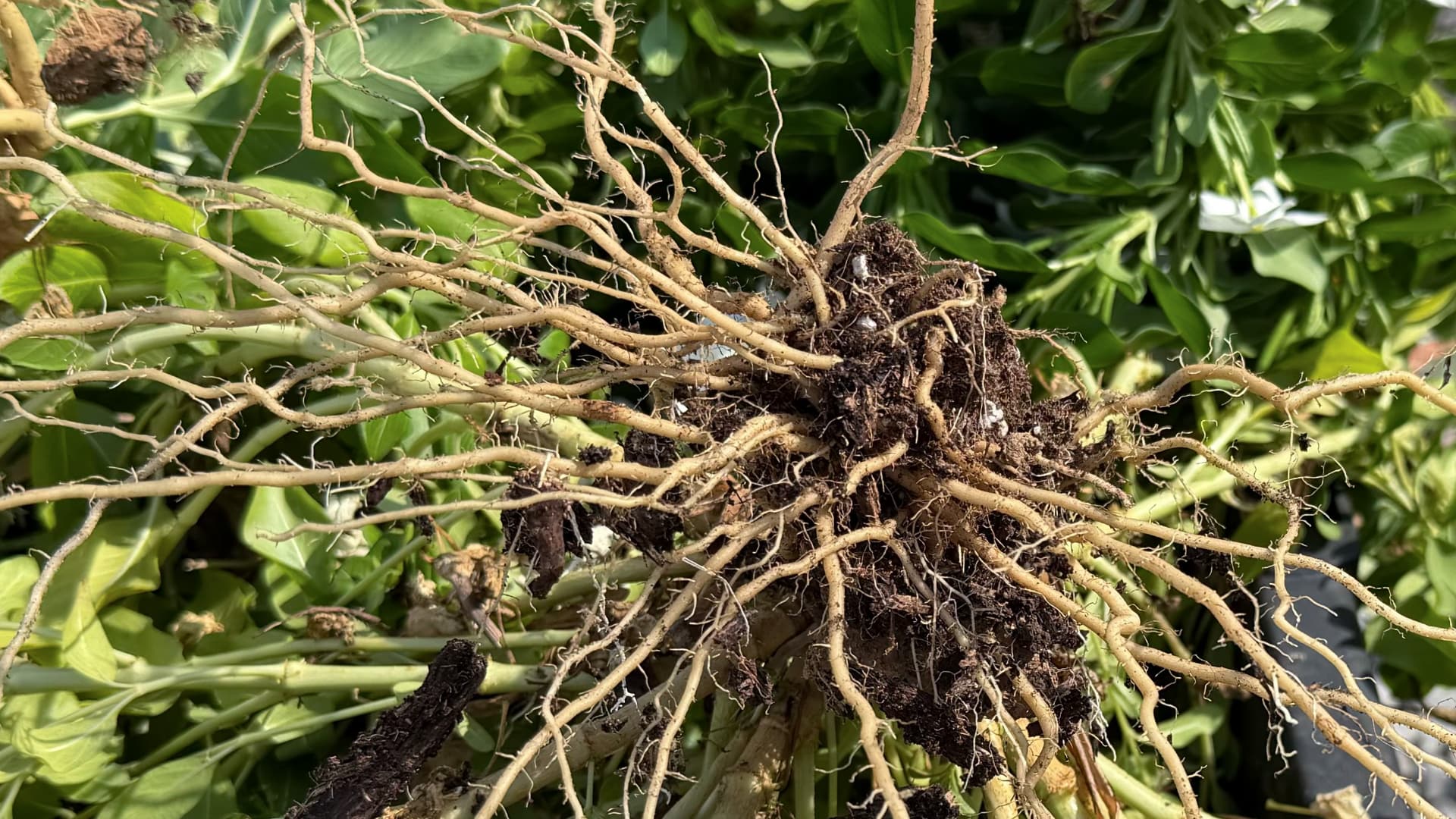 This image shows the complex root system of a plant, pulled from the soil. The roots are a network of thin, branching structures covered in dark soil particles.