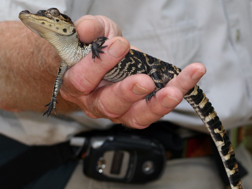 This image shows a young American alligator being held safely in a person's hand.