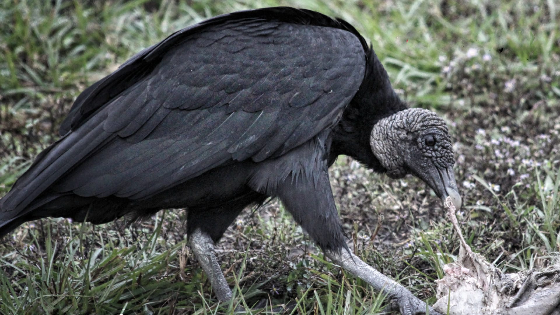 This image shows a large black bird with a bare, wrinkled head and long, thin legs standing on the ground.
