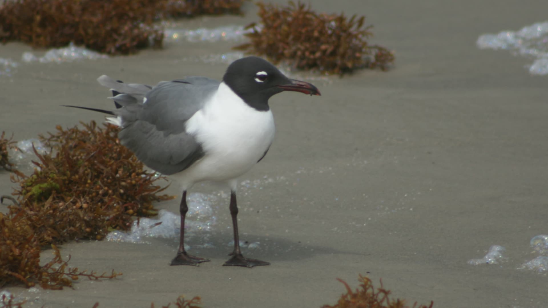 This photo shows a seagull standing on a sandy beach with seaweed and some foamy water.