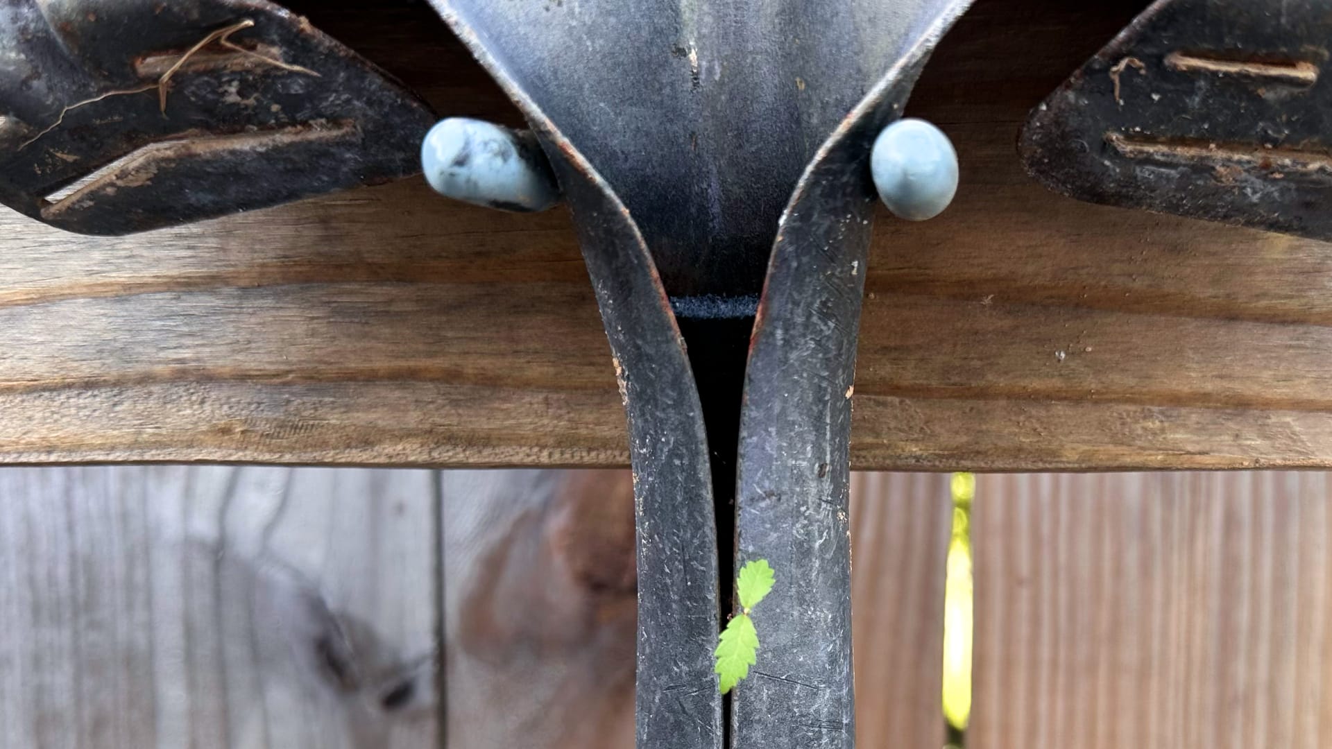 This image shows a small plant with two leaves growing out of a dark, weathered metal object.
