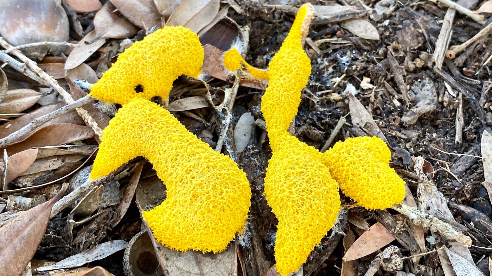 This bright yellow, bumpy organism is growing on dead leaves and wood on the forest floor.