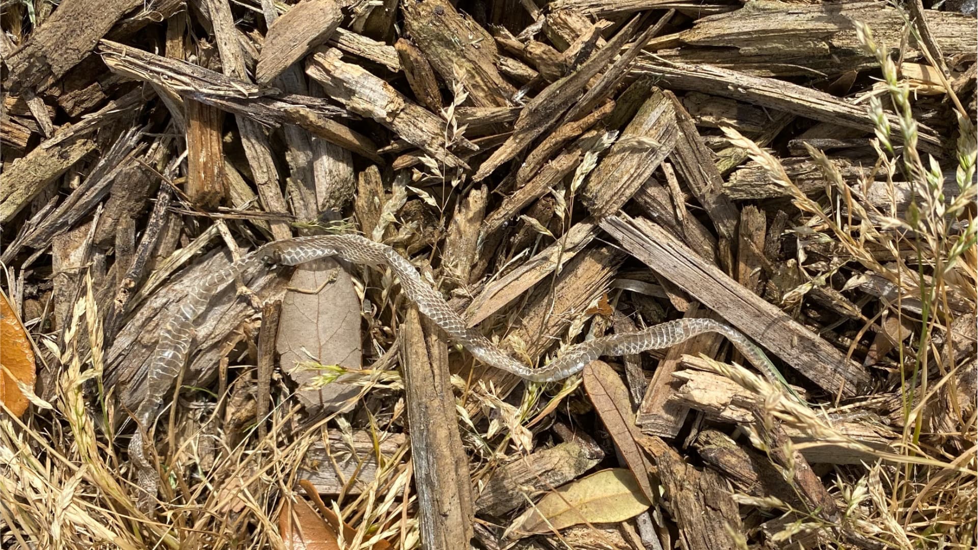 This image shows a snake moving through dried corn stalks and wood chips in its natural habitat.