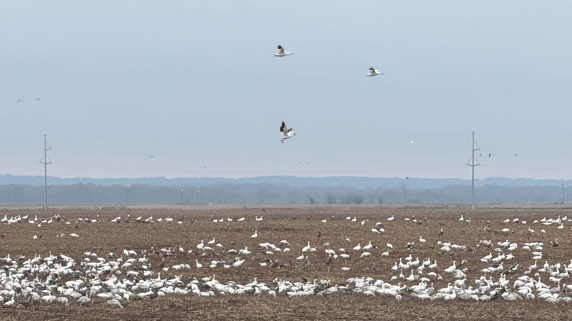 This image shows hundreds of white snow geese resting together in a large open field during their migration journey.