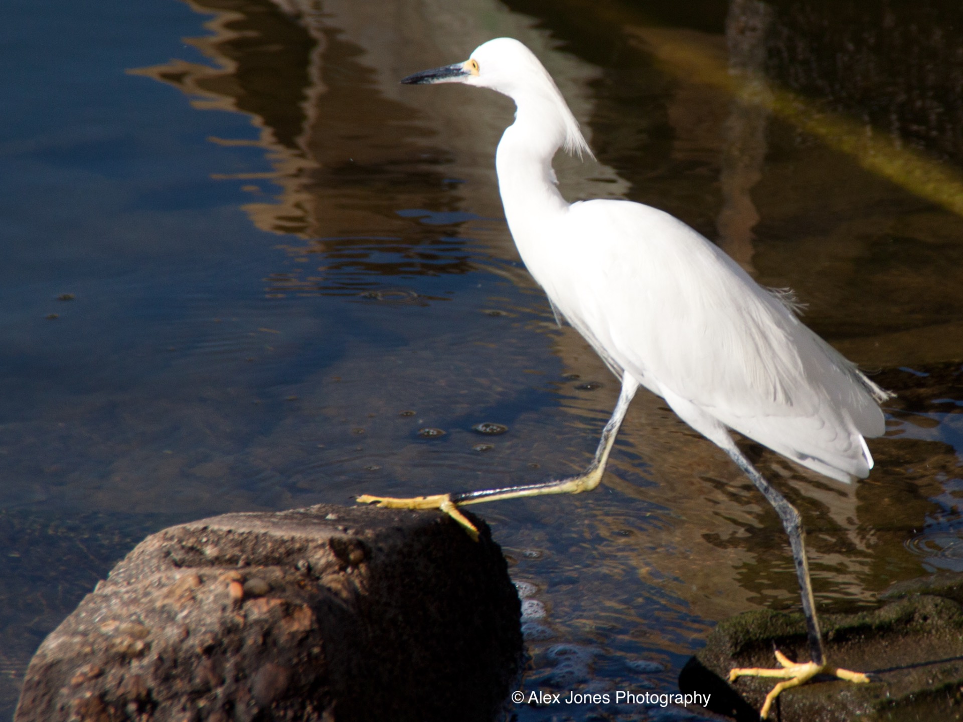 A white bird called a snowy egret stands on one leg by the water. The bird has a long, thin black beak and bright yellow feet.