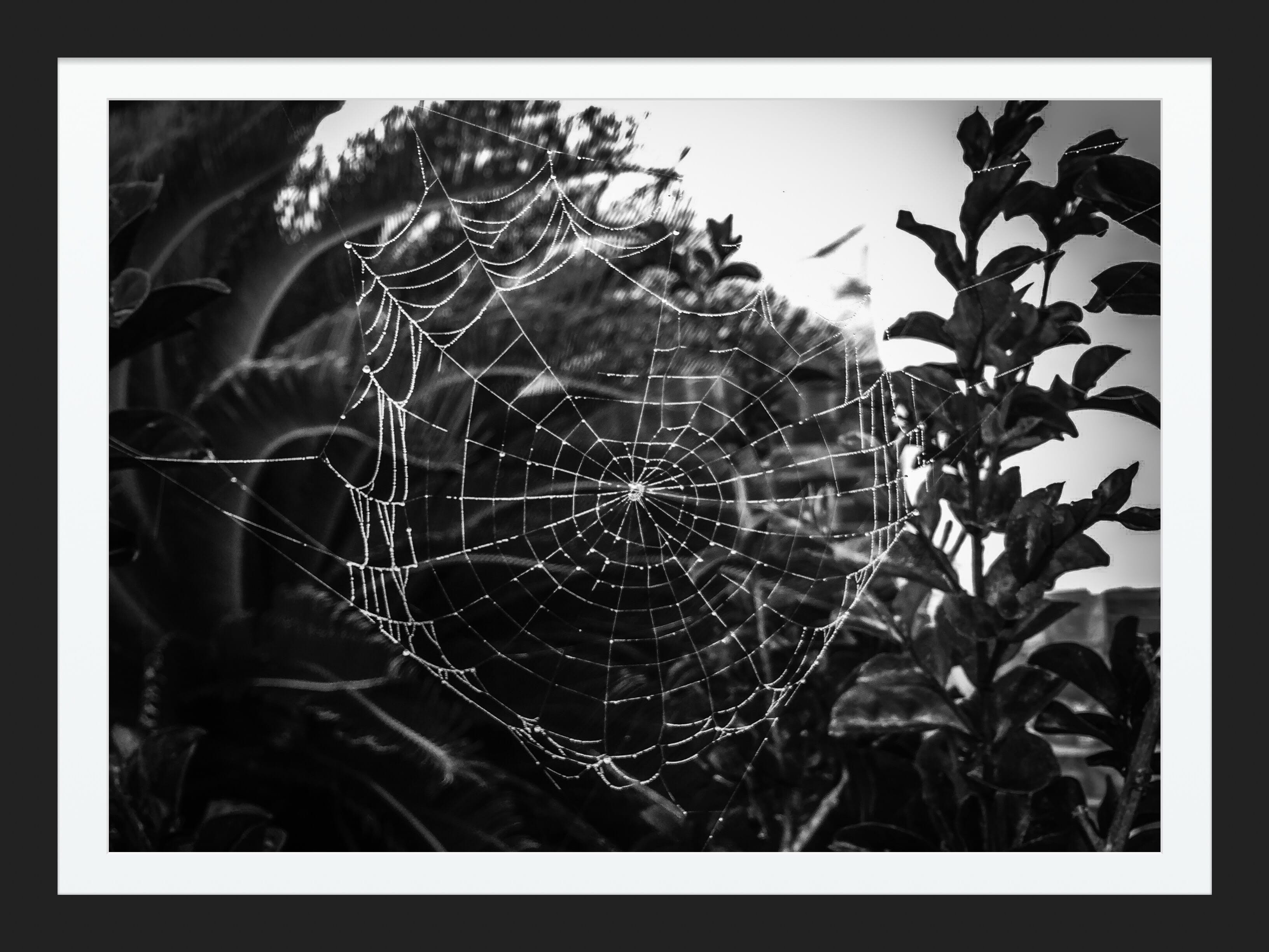 This black and white photograph shows a delicate spider web covered in tiny water droplets or dew.