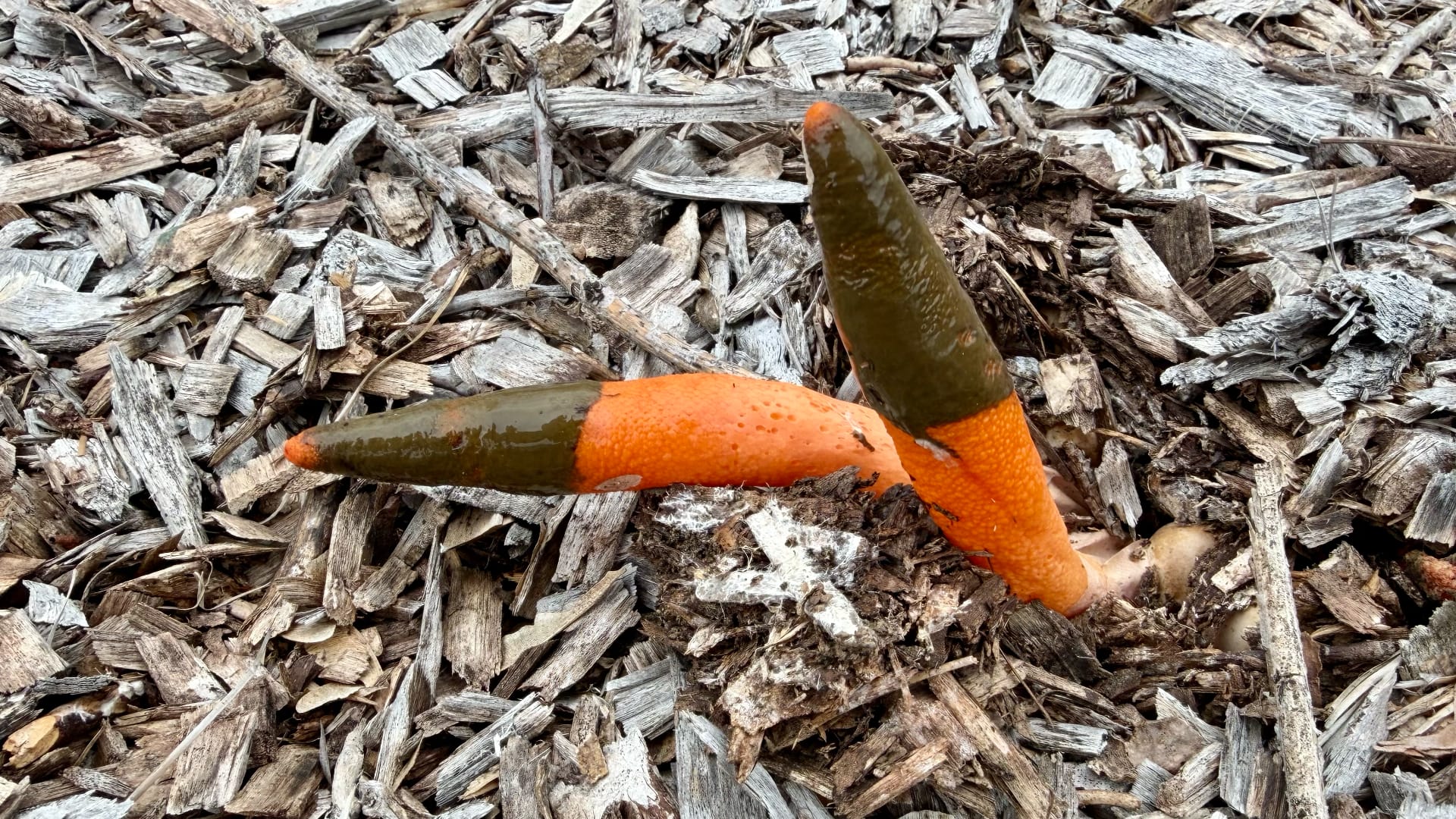 This bright orange mushroom is growing up from wood chips on the ground. The mushroom has two thick, finger-like parts that look slimy and wet.