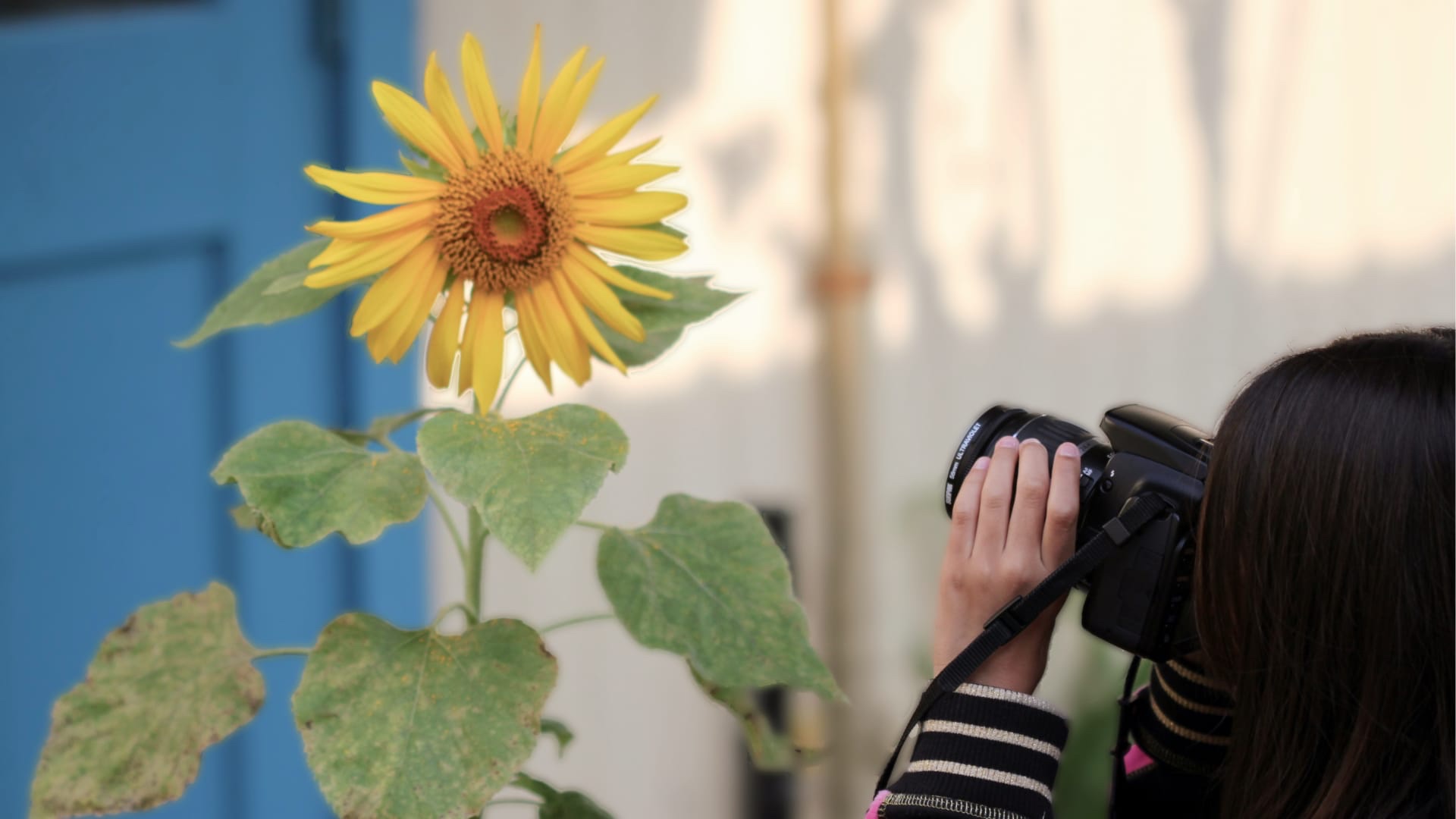 A bright yellow sunflower with a brown center and green leaves is in sharp focus, while a child holding binoculars observes it in the blurred background.