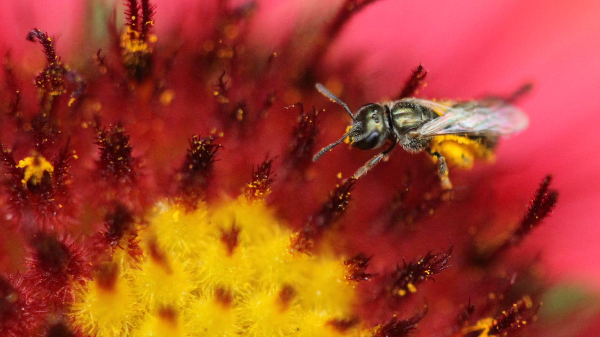 This photograph shows a bee visiting a bright red and yellow flower. The bee has yellow pollen stuck to its fuzzy body as it lands on the flower.