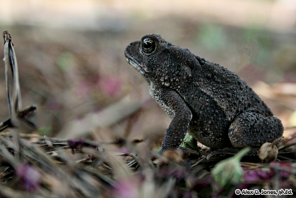 This dark-colored toad sits on the ground covered with small pieces of leaves and purple flowers.