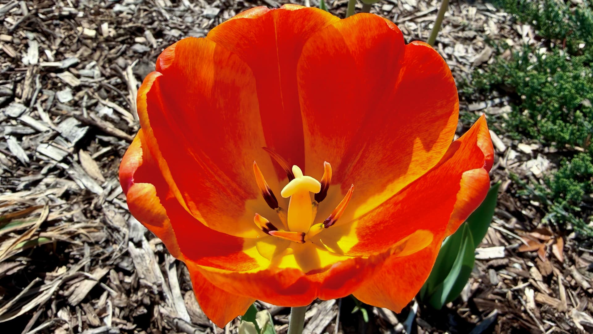 This photo shows a bright orange tulip flower with its petals open. Inside the flower, you can see the stamen and pistil, which are parts that help the flower make seeds.