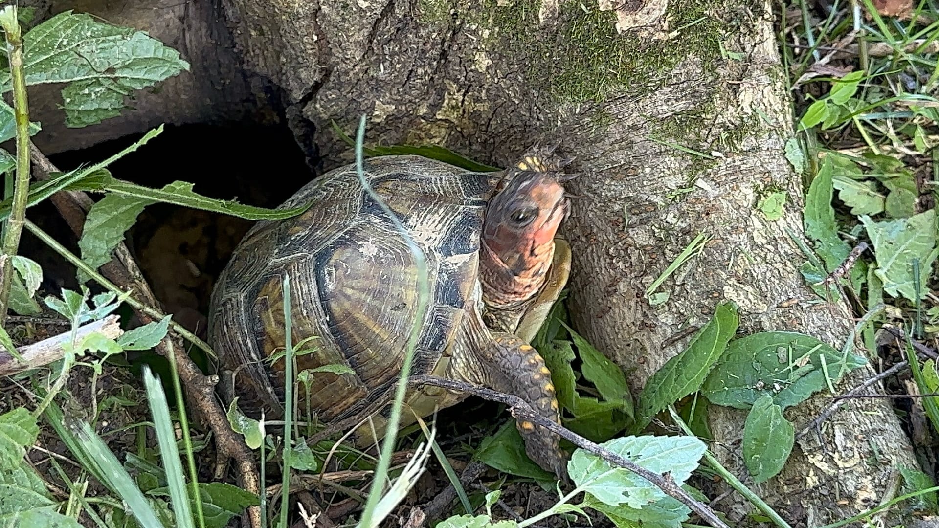 A turtle sits among green plants and tree roots near the ground. The turtle has a brown and tan shell with ring patterns, and you can see its head, legs, and long tail.