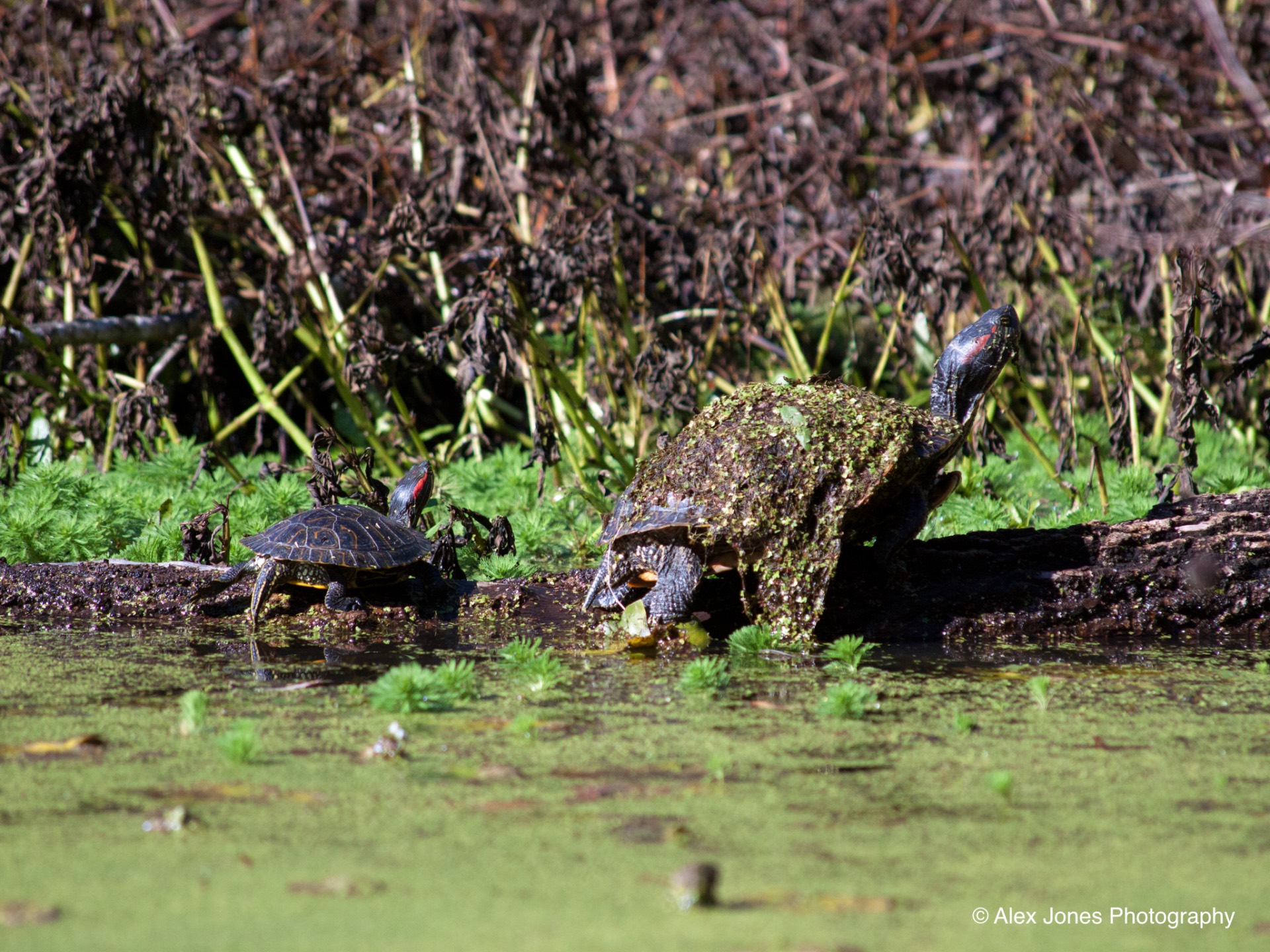 Two turtles are sitting on a log near the water's edge. One turtle is smaller and darker, while the other turtle is larger with a shell covered in green moss or algae.