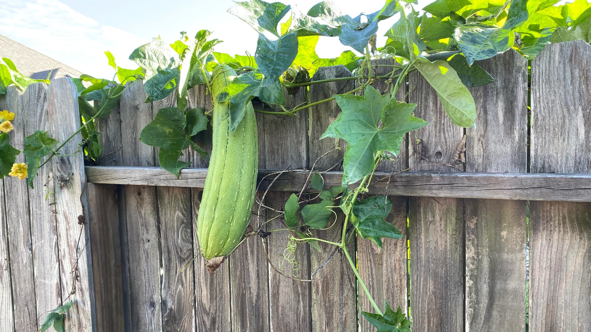 This image shows a climbing vine plant with large, heart-shaped leaves growing up and over a wooden fence.