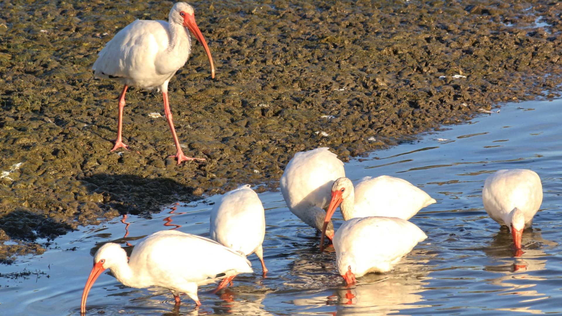 This image shows a group of white ibises—tall wading birds with long, curved beaks and pink legs—searching for food in shallow water and muddy areas.