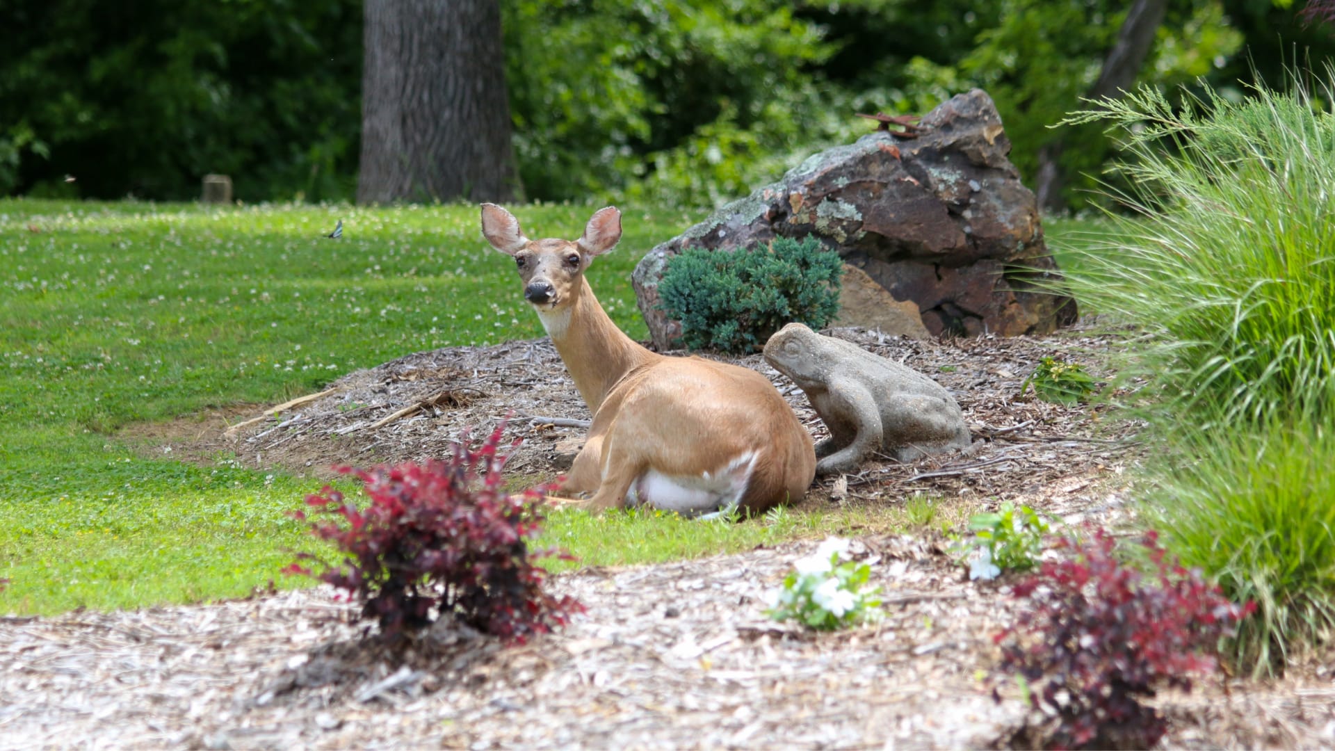 The photograph shows a white-tailed deer resting in a grassy area with trees and rocks in the background.